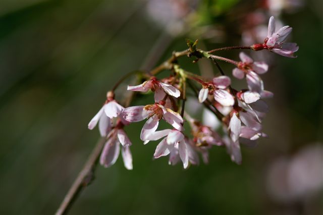 Weeping cherry