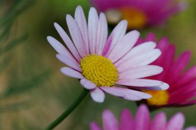 Pink and White Daisies