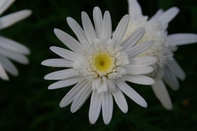 Pink and White Daisies