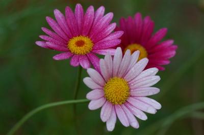 Pink and White Daisies