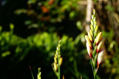 Freesia buds