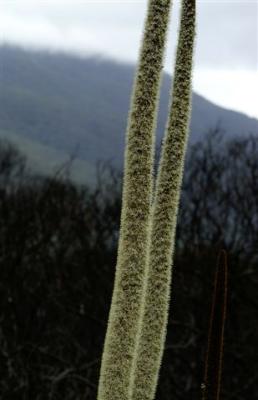Grass trees