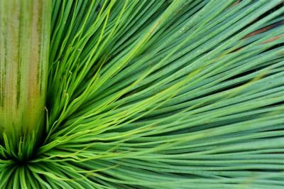 Grass trees