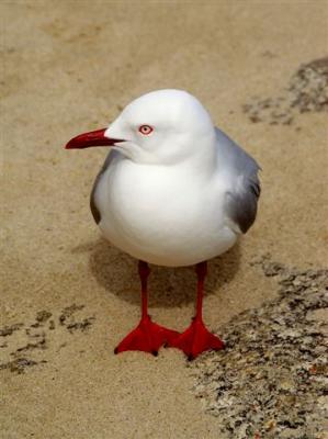Cheeky seagull!