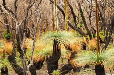 Grass trees