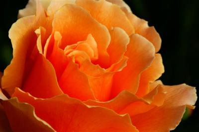 Apricot rose