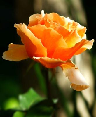 Apricot rose