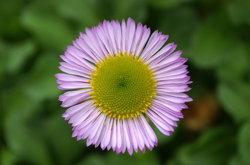 Purple flower