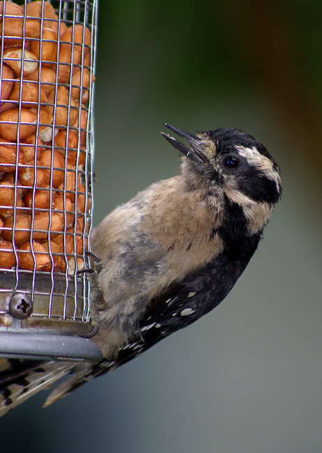 Downy woodpecker feeding on nuts