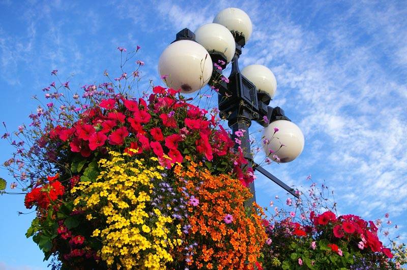 A hanging basket and lamp