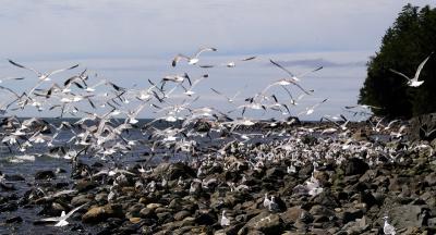 v3/23/579023/3/47136406.Seagulls2.jpg