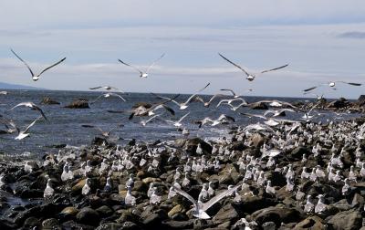 v3/23/579023/3/47136407.Seagulls3.jpg