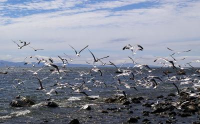 v3/23/579023/3/47137601.Seagulls.jpg