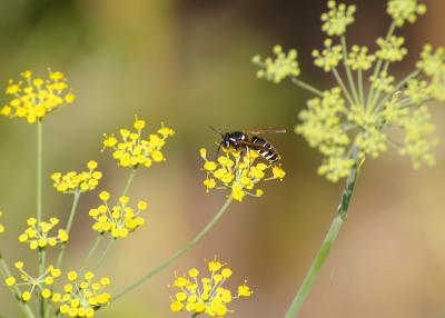 Bald-faced hornet