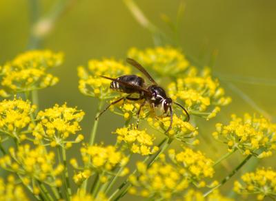 Bald-faced hornet