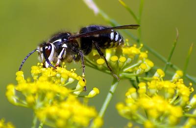 Bald-faced hornet