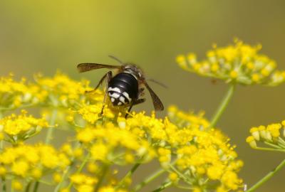 Bald-faced hornet on dill plant