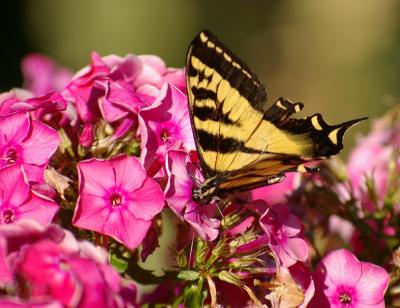 Pale Swallowtail dives in