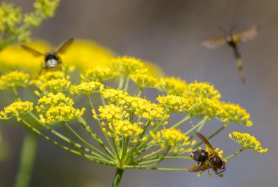 Wasp madness