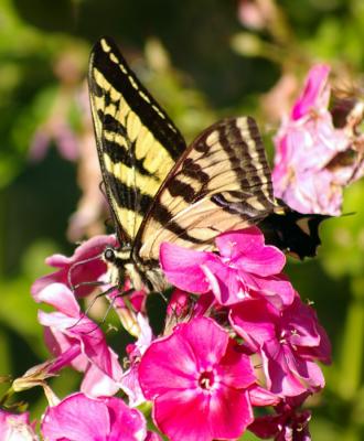 Pale Swallowtail