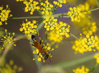 Mud dauber