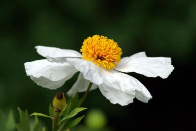 Poppy