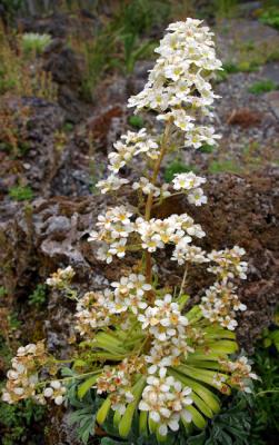 Alpine flower