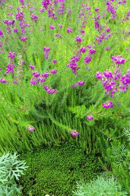 Alpine flowers