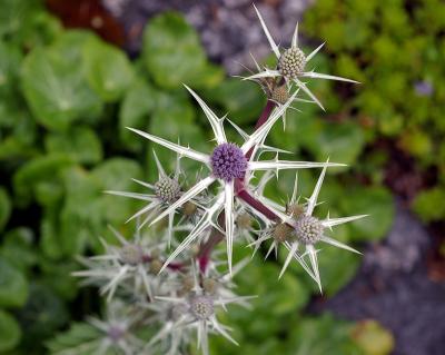 Alpine plant