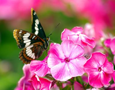Admiral Butterfly on flowers