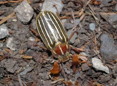 10-lined June Beetle