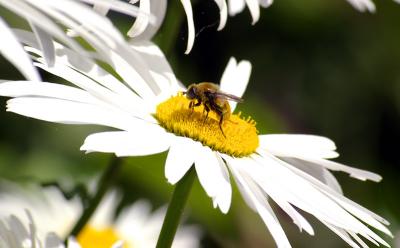 Bee fly
