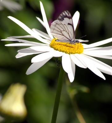 cabbage butterfly