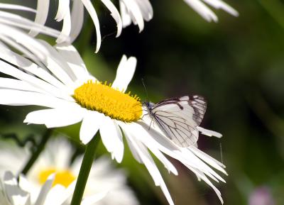 cabbage butterfly