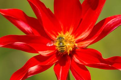 Bee on flower