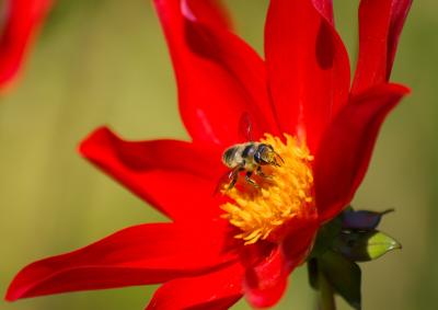 Leaf-cutting bee