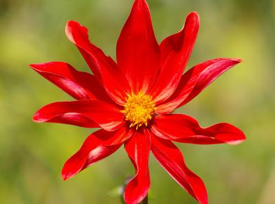 Red flower
