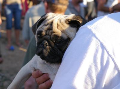 Cute pug