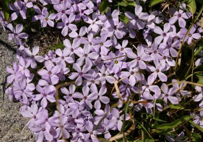 Alpine flowers