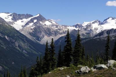 Alpine trees