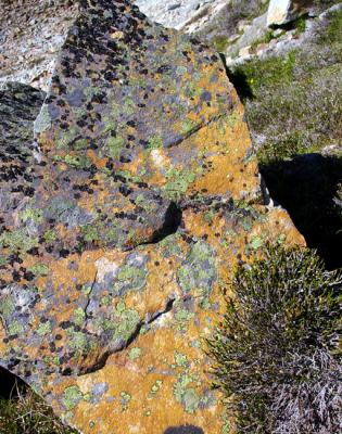 Likin the lichen