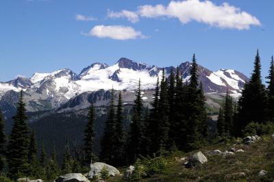 More alpine trees