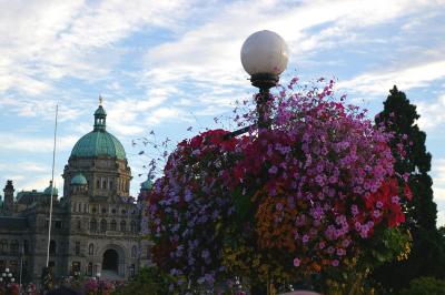 The Legislature and hanging basket
