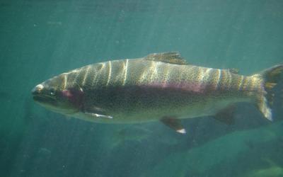 rainbow trout at hatchery