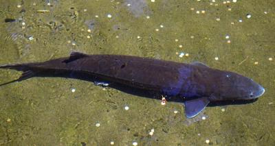 White sturgeon - world's largest freshwater fish at hatchery