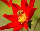 Bee on flower