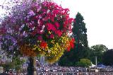 Hanging basket