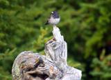 Dark-eyed Junco