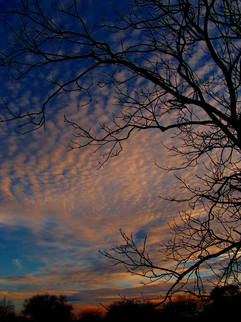 1-14-05 Cirrocumulus Sunset