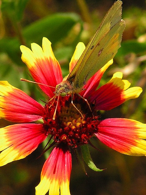 4-2005 Yellow butterfly on Firewheel.JPG